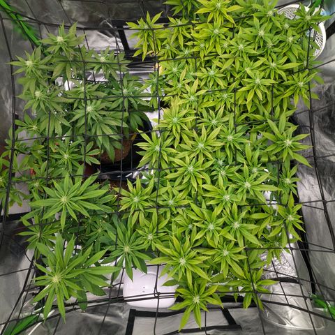 Green Crack #2 growlog timeline photo