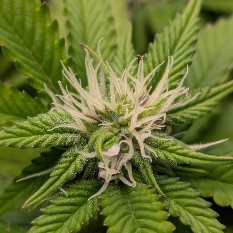 Trainwreck #1 growlog timeline photo