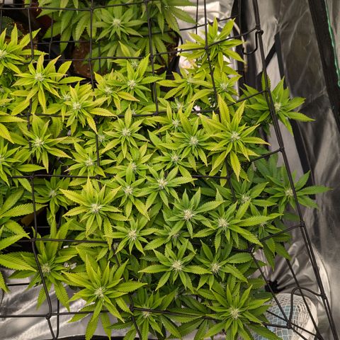 Trainwreck #2 growlog timeline photo