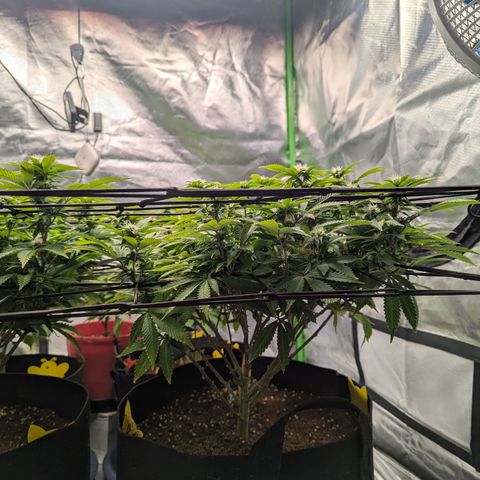 Trainwreck #2 growlog timeline photo