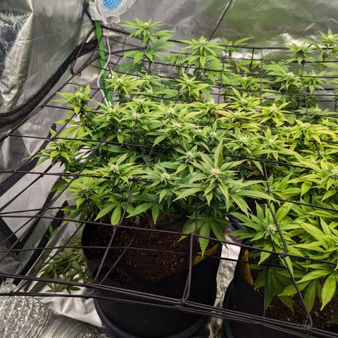 Trainwreck #1 growlog timeline photo