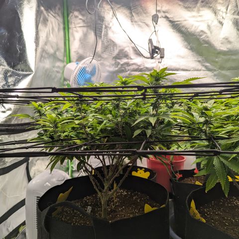 Trainwreck #1 growlog timeline photo