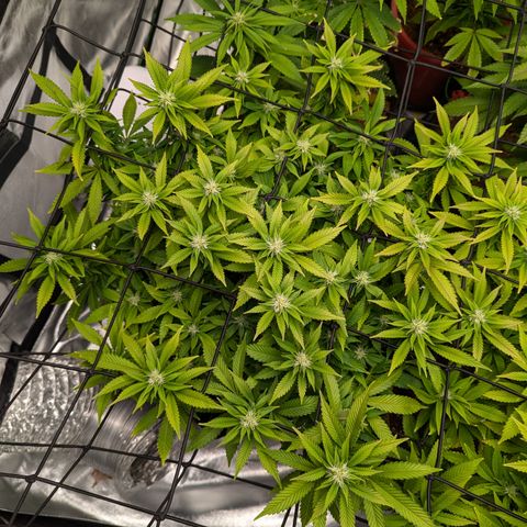 Trainwreck #1 growlog timeline photo