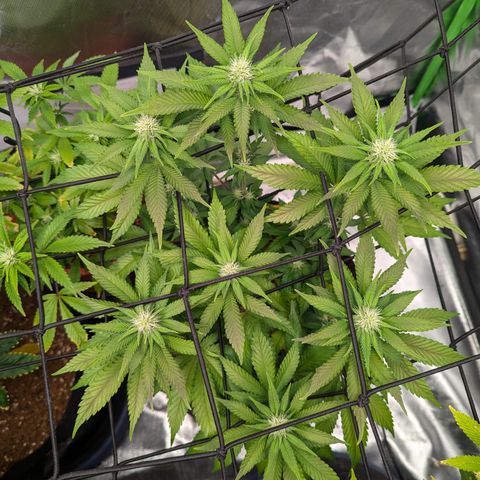 Green Crack #2 growlog timeline photo