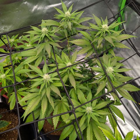Green Crack #2 growlog timeline photo