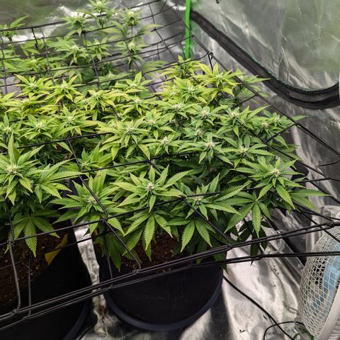 Trainwreck #2 growlog timeline photo