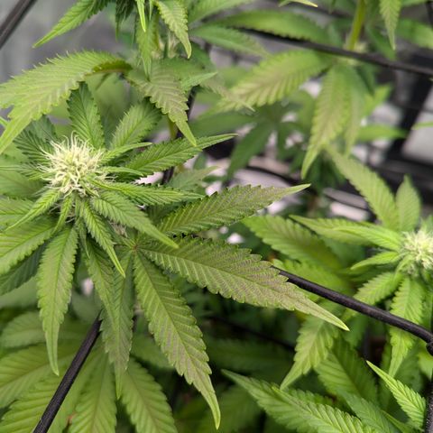 Green Crack #2 growlog timeline photo