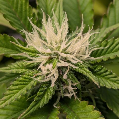 Trainwreck #2 growlog timeline photo