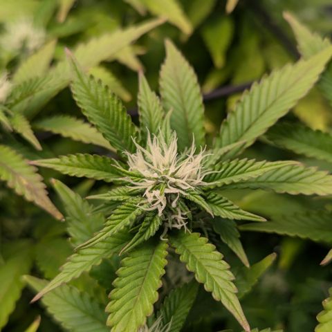 Trainwreck #2 growlog timeline photo