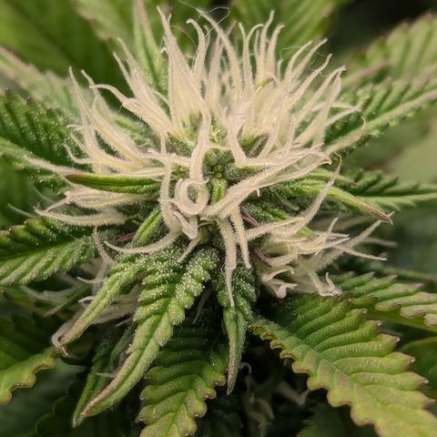 Trainwreck #1 growlog timeline photo