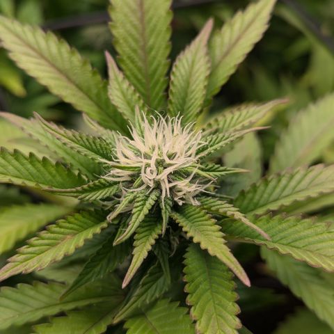 Trainwreck #1 growlog timeline photo
