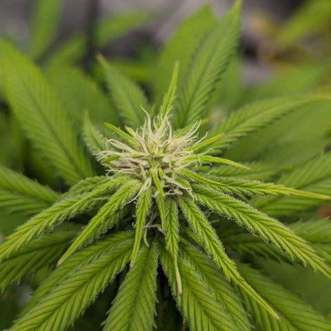 Wedding Cake #2 growlog timeline photo