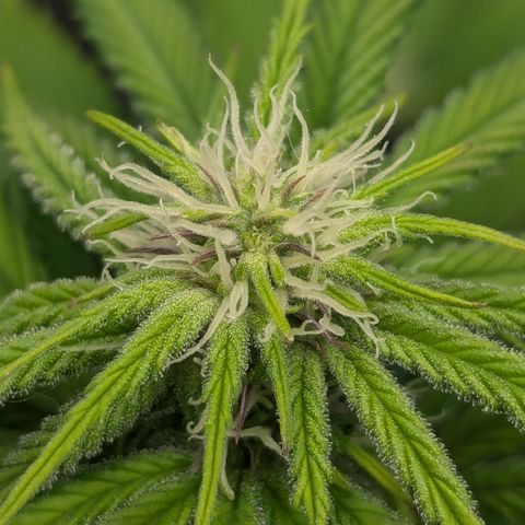 Wedding Cake #2 growlog timeline photo