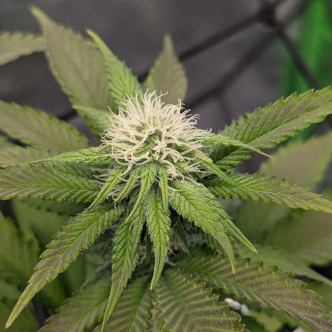 Green Crack #2 growlog timeline photo