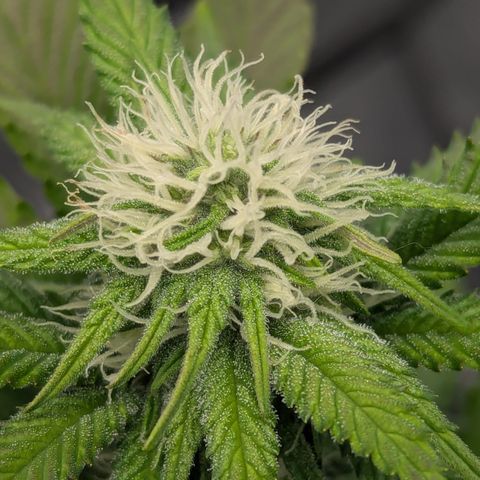 Green Crack #2 growlog timeline photo