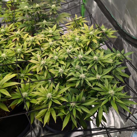 Trainwreck #2 growlog timeline photo