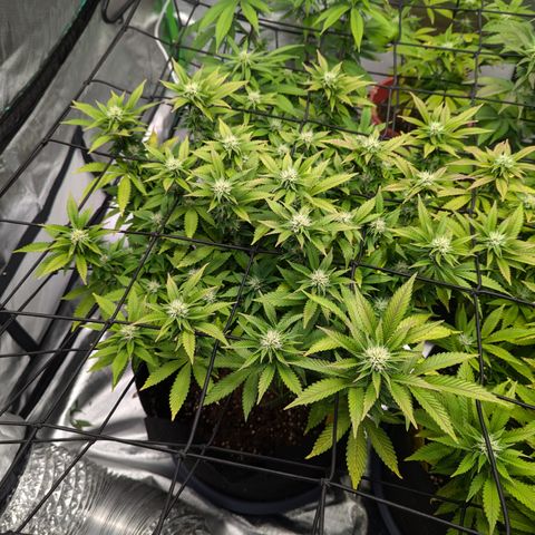 Trainwreck #1 growlog timeline photo