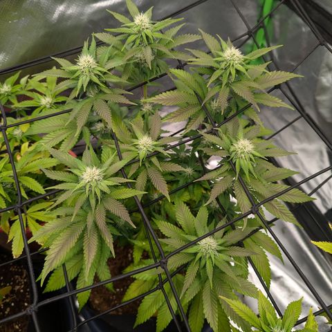 Green Crack #2 growlog timeline photo