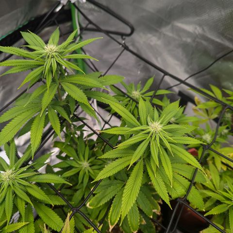 Wedding Cake #2 growlog timeline photo