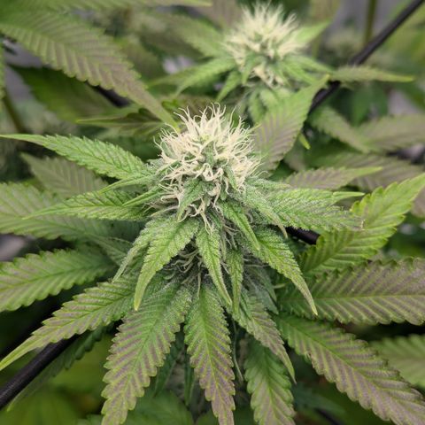 Green Crack #2 growlog timeline photo