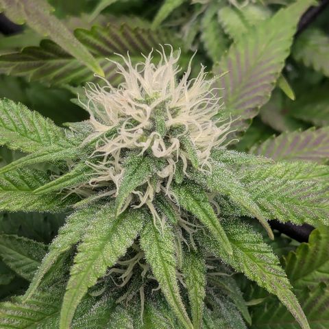 Green Crack #2 growlog timeline photo