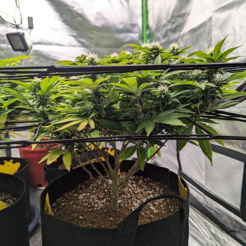 Trainwreck #2 growlog timeline photo
