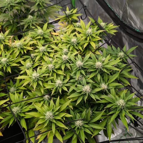 Trainwreck #2 growlog timeline photo