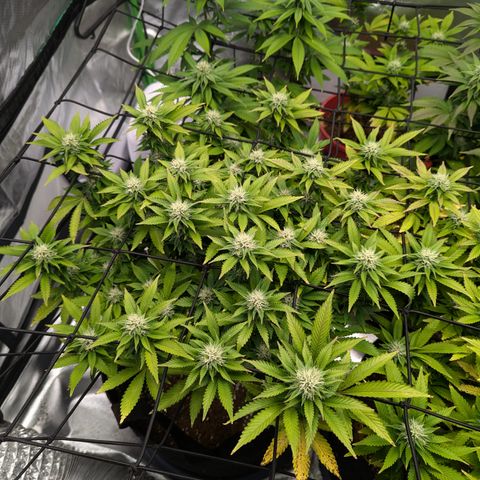 Trainwreck #1 growlog timeline photo