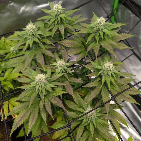 Green Crack #2 growlog timeline photo