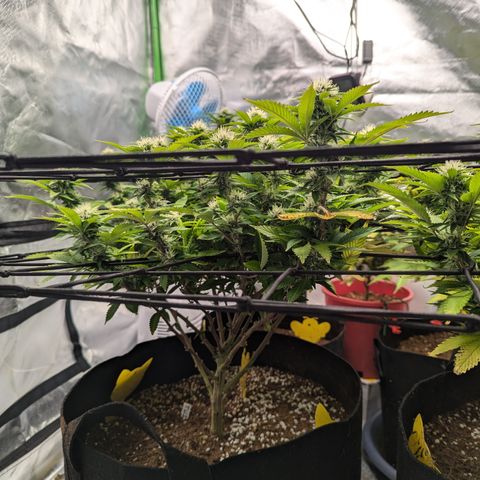 Trainwreck #1 growlog timeline photo