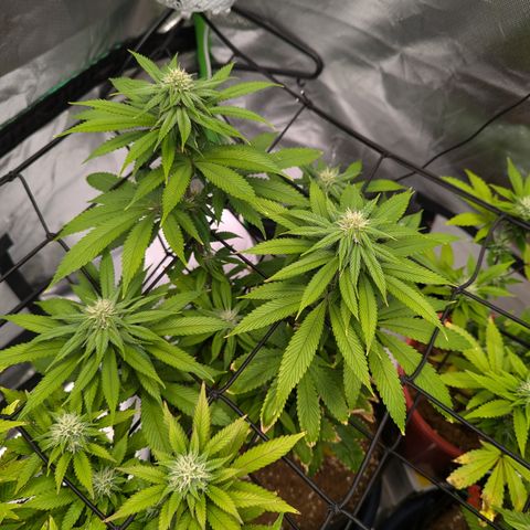 Wedding Cake #2 growlog timeline photo