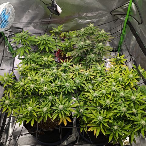 Green Crack #2 growlog timeline photo