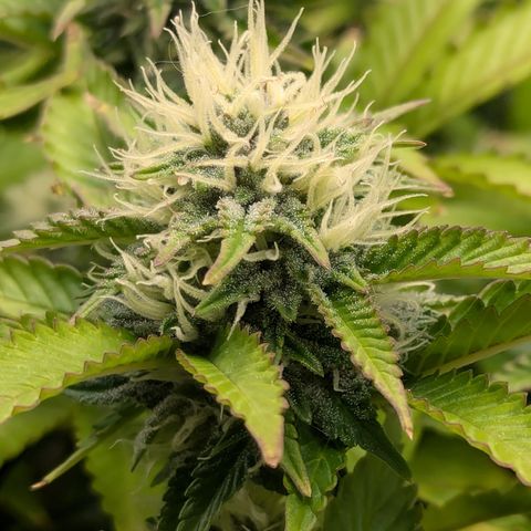 Trainwreck #1 growlog timeline photo