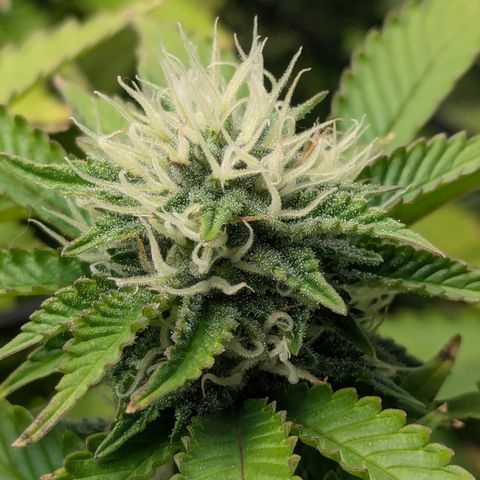 Trainwreck #2 growlog timeline photo