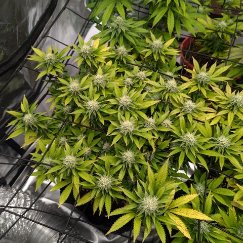 Trainwreck #1 growlog timeline photo