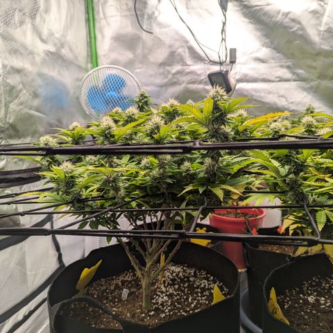Trainwreck #1 growlog timeline photo