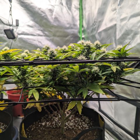 Trainwreck #2 growlog timeline photo