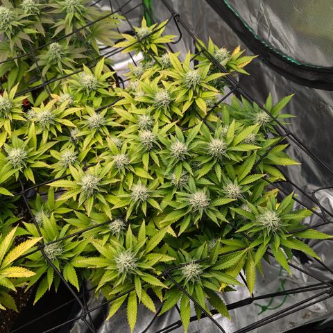 Trainwreck #2 growlog timeline photo