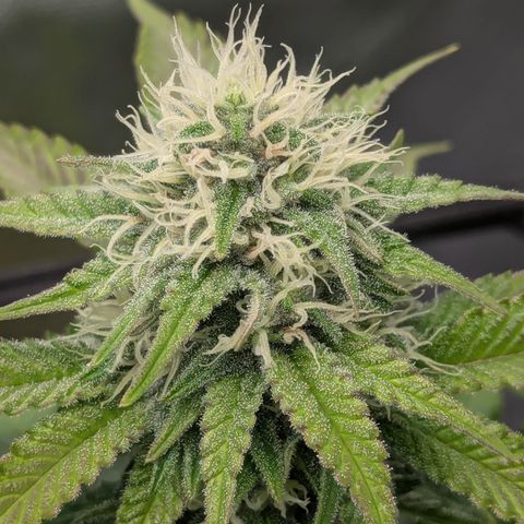 Green Crack #2 growlog timeline photo
