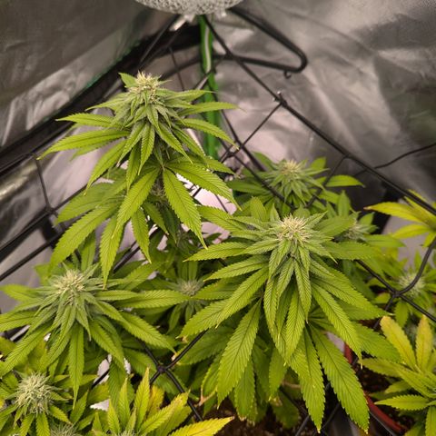 Wedding Cake #2 growlog timeline photo
