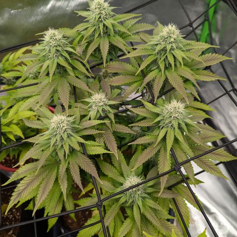 Green Crack #2 growlog timeline photo