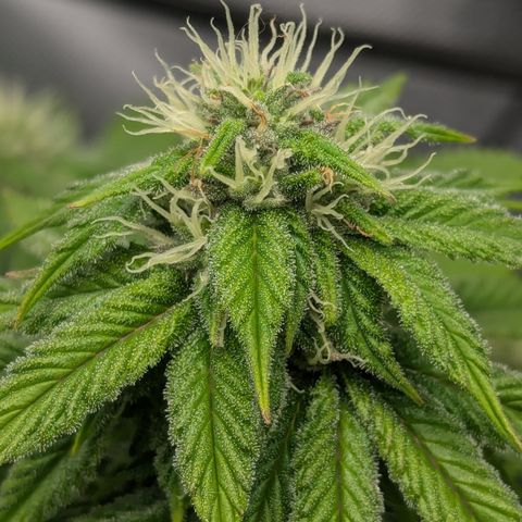 Wedding Cake #2 growlog timeline photo