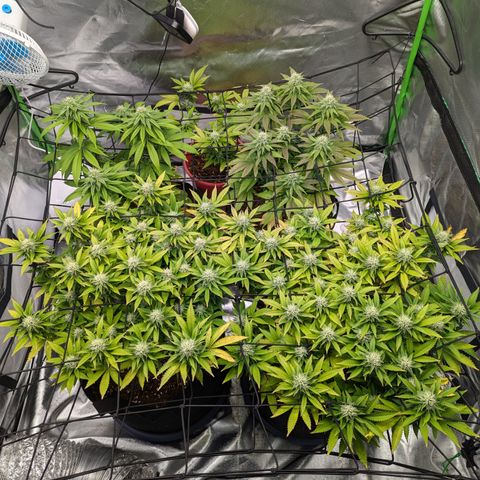 Green Crack #2 growlog timeline photo
