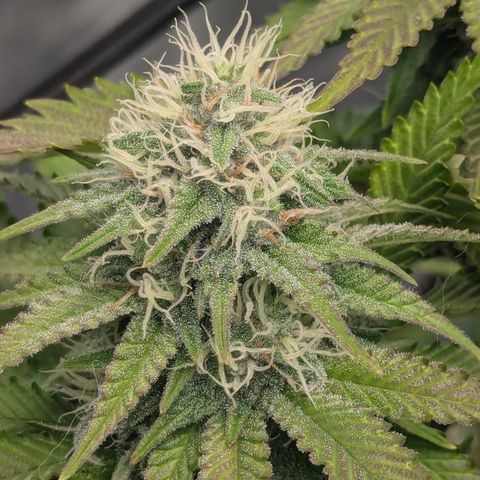 Green Crack #2 growlog timeline photo