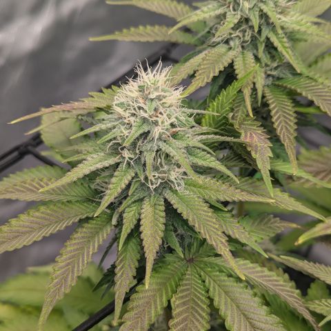 Green Crack #2 growlog timeline photo