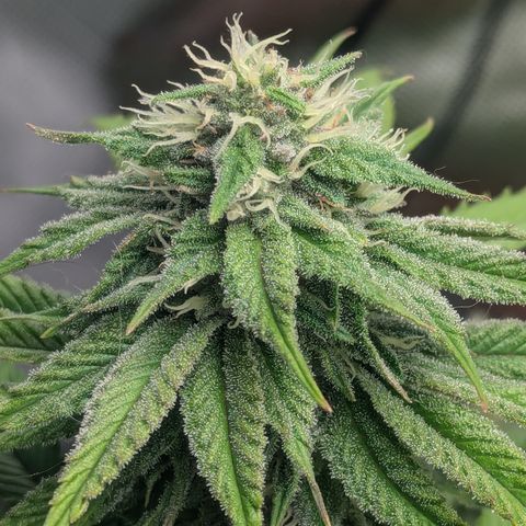 Wedding Cake #2 growlog timeline photo