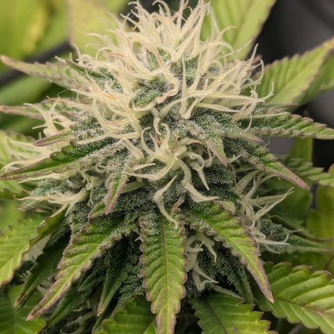 Trainwreck #2 growlog timeline photo
