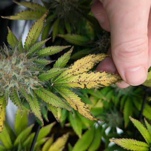 Trainwreck #1 growlog timeline photo