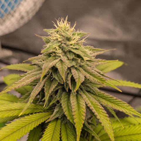 Wedding Cake #2 growlog timeline photo