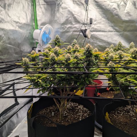 Trainwreck #1 growlog timeline photo